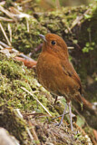 Image. Rufous Antpitta