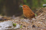 Image. Rufous Antpitta