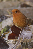 Image. Rufous Antpitta