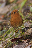Image. Rufous Antpitta