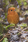 Image. Rufous Antpitta