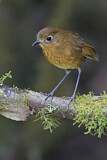 Image. Rufous Antpitta