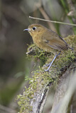 Image. Rufous Antpitta