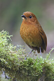 Image. Rufous Antpitta