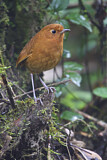 Image. Rufous Antpitta