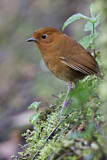Image. Rufous Antpitta