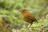 Image. Rufous Antpitta