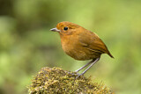 Image. Rufous Antpitta