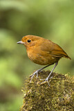 Image. Rufous Antpitta