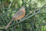 Image. Rufous Chatterer
