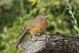 Image. Rufous Chatterer