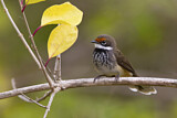 Image. Rufous Fantail