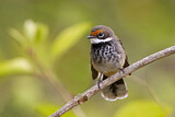 Image. Rufous Fantail
