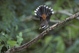 Image. Rufous Fantail