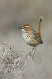 Image. Rufous Fieldwren