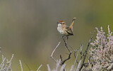 Image. Rufous Fieldwren