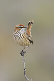 Image. Rufous Fieldwren