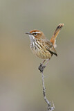 Image. Rufous Fieldwren