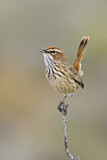Image. Rufous Fieldwren