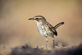 Image. Rufous Fieldwren