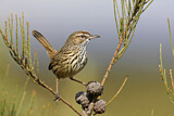 Image. Rufous Fieldwren