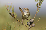 Image. Rufous Fieldwren
