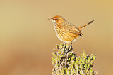 Image. Rufous Fieldwren