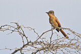 Image. Rufous Flycatcher