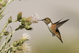 Image. Rufous Hummingbird