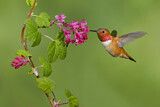 Image. Rufous Hummingbird