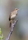 Image. Rufous Songlark