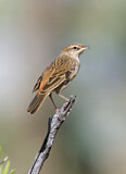 Image. Rufous Songlark