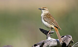 Image. Rufous Songlark