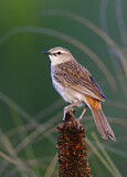 Image. Rufous Songlark