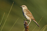 Image. Rufous Songlark