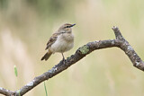 Image. Rufous Songlark