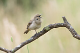 Image. Rufous Songlark