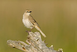 Image. Rufous Songlark