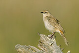 Image. Rufous Songlark