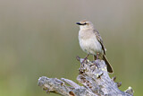 Image. Rufous Songlark