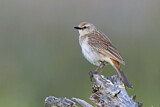 Image. Rufous Songlark