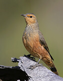 Image. Rufous Treecreeper