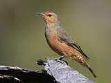 Image. Rufous Treecreeper
