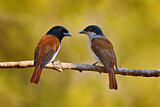 Image. Rufous Vanga