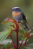 Image. Rufous-breasted Chat-Tyrant