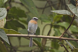 Image. Rufous-breasted Chat-Tyrant