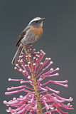 Image. Rufous-breasted Chat-Tyrant