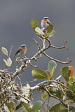 Image. Rufous-breasted Chat-Tyrant