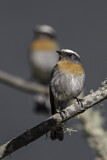 Image. Rufous-breasted Chat-Tyrant