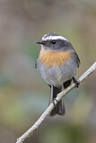 Image. Rufous-breasted Chat-Tyrant